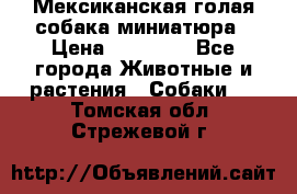 Мексиканская голая собака миниатюра › Цена ­ 53 000 - Все города Животные и растения » Собаки   . Томская обл.,Стрежевой г.